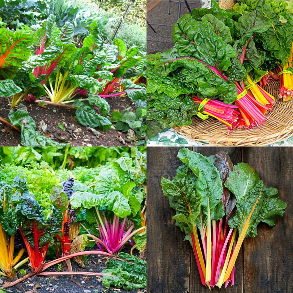 Hạt giống cải cầu vồng F1 loại dễ trồng ( Gói 100gram ,200gram,500gram)