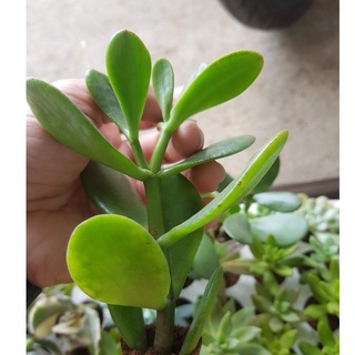 Sen đá thạch bích Crassula ovata “Money Tree”, thạch bích var - cẩm thạch, thạch bích lá nhăn (Đọc mô tả)