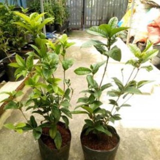 Cây mộc hương hoa vàng giống, cây khỏe, hoa thơm ngát gửi đi nguyên bầu , cây đẹp, giống chuẩn