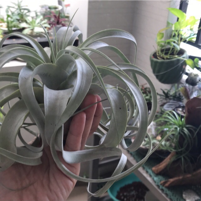 Cây không khí nữ hoàng-Tillandsia xerographica