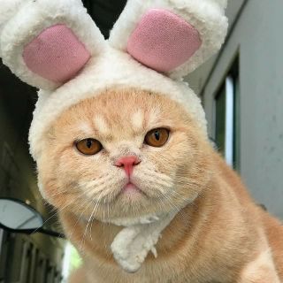 Nón tai thỏ cute - Nón đội cho mèo