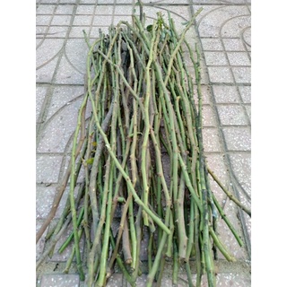 Combo 10 cành tầm xuân ghép hoa hồng tree dài 90cm.