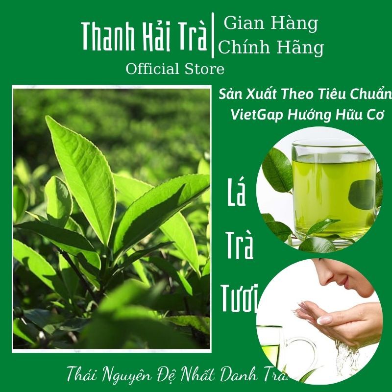 Lá Chè Xanh FREESHIP Lá Trà Thái Nguyên Lá Tươi Dùng Đun Uống [Che Thai Nguyen]