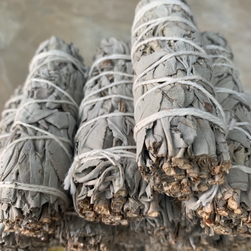 Cây Xô Thơm Trắng- White Sage - thanh tẩy- xông nhà- Yinyang shop