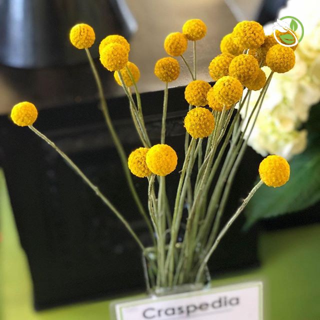 Hạt Giống Hoa Cúc Nút Áo Mix  PN-13 Phú Nông - Gói 0.5g - Strawberry Gomphrena