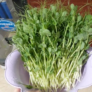 COMBO HẠT GIỐNG RAU MẦM CÁC LOẠI