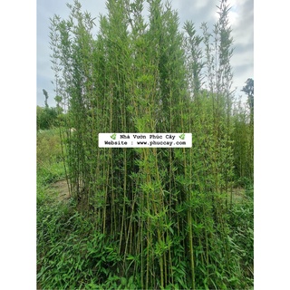 CÂY TRÚC QUÂN TỬ CAO 1M7 (1 THÂN)