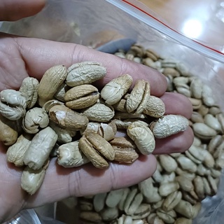 Hạt giống cây chà là cảnh, chà là kiểng | 50gram/1 gói