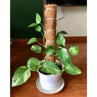 Trụ xơ dừa cho cây leo bám