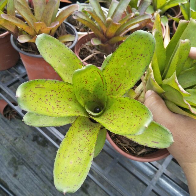 Dứa màu Nam Mỹ 004