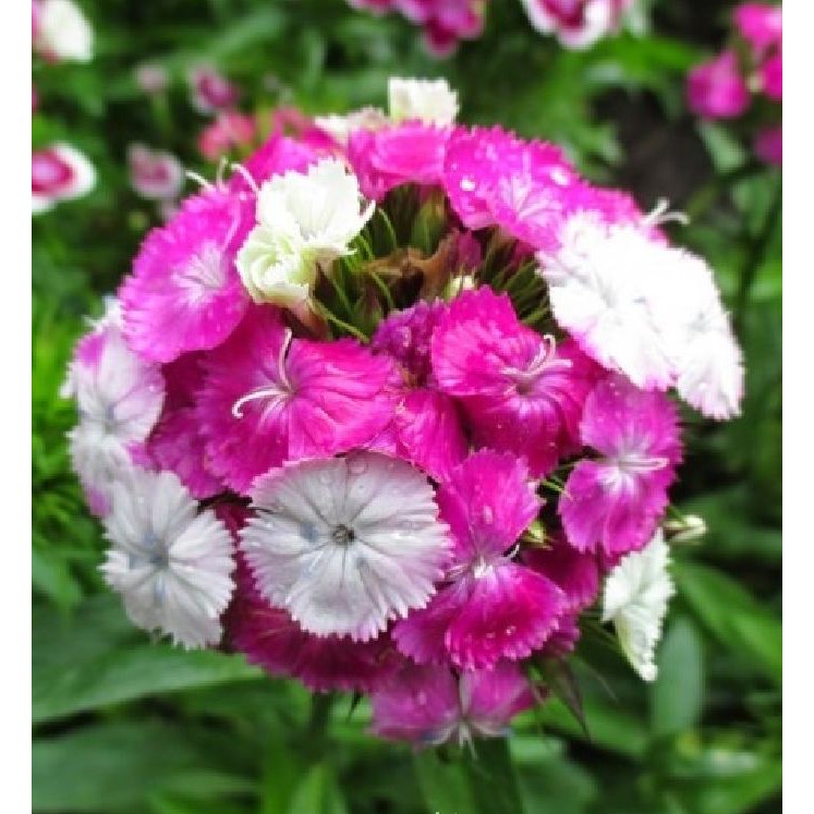 Hoa Cẩm chướng chùm Mix màu – 100Hạt