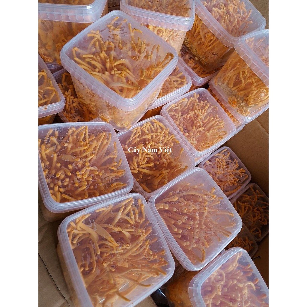 10g Đông Trùng Hạ Thảo khô sấy thăng hoa - Cây Nấm Việt | BigBuy360 - bigbuy360.vn