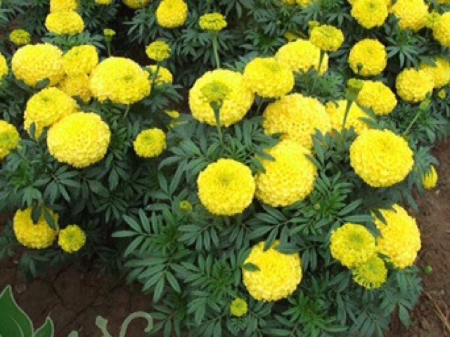 Hạt giống cúc vạn thọ màu vàng