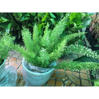 Cây Tùng đuôi chồn