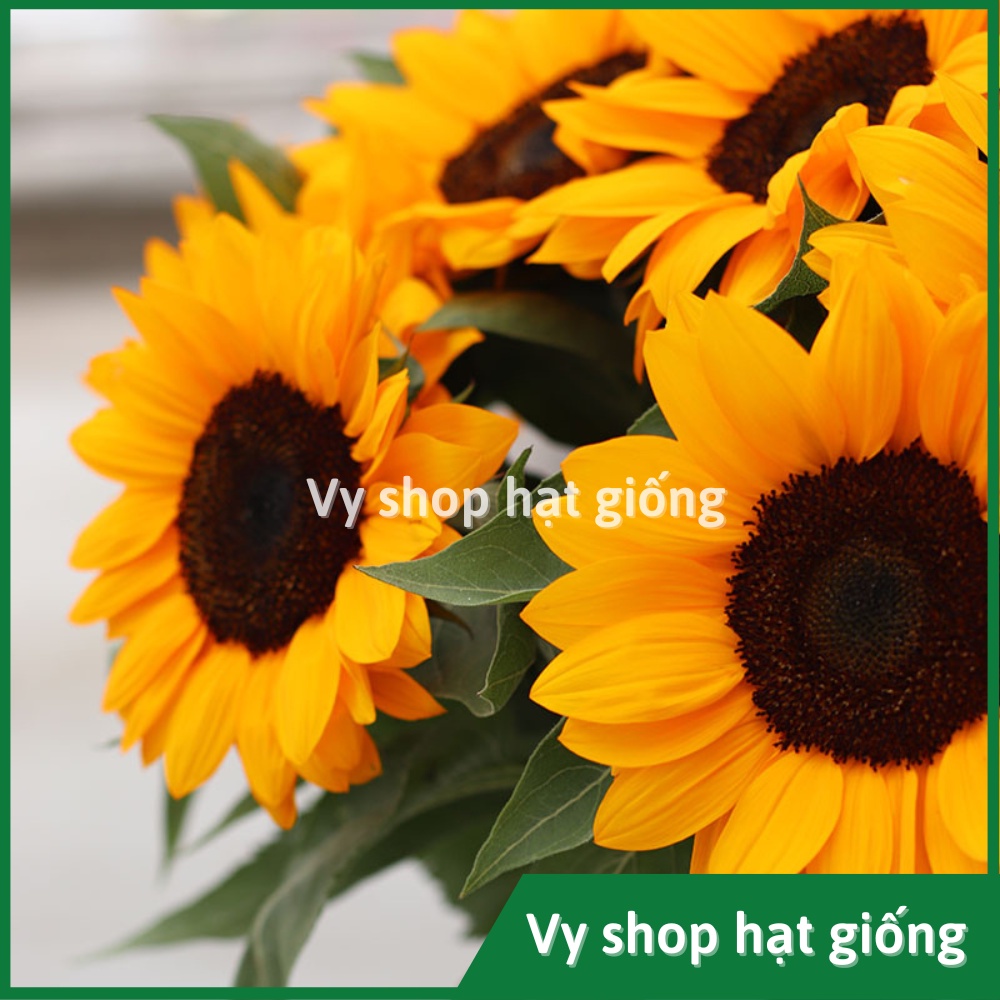 Hạt giống hoa hướng dương cắt cành Sakata gói 10 hạt