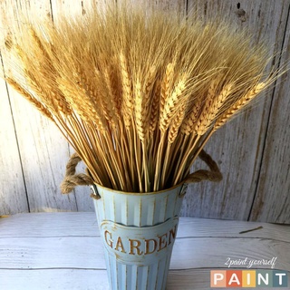 100 Bông lúa mạch vàng loại VIP 1 chụp ảnh hoặc trang trí nhà cửa (Ảnh thật số 2)