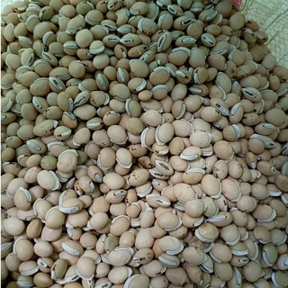 500 gram bạch biển đậu