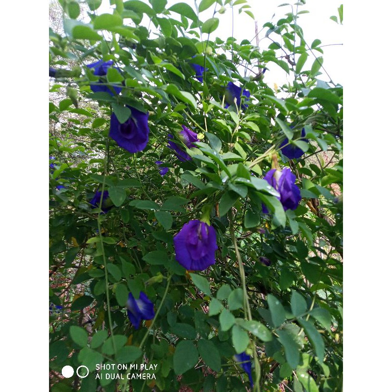 Hoa đậu biếc khô sạch nhà trồng 50g