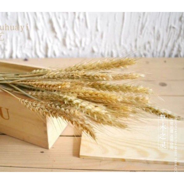 Nơi✟Cành lúa mạch khô làm phụ kiện chụp ảnh trang trí nhà và cửa hàng