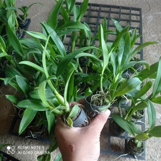 cây giống lan dendro hồng sọc