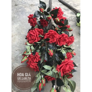 hồng kim cương( ko kèm chậu )