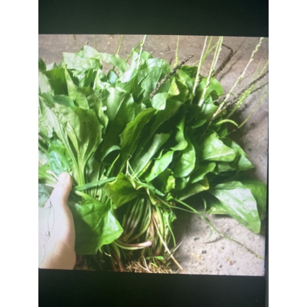 1kg Cây Bông mã đề tươi