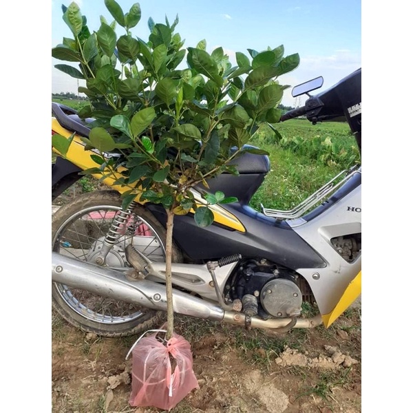 bạch thiên hương hàng thoát thân