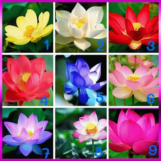 [RẺ VÔ ĐỊCH] HẠT GIỐNG SEN MINI NHẬT (ĐÃ CẮT ĐẦU)