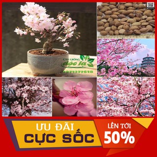 Hạt Giống Hoa Anh Đào Nhật Bản (5 HẠT)