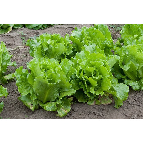 Gói 10 Gram Hạt Giống Xà Lách Xoăn Xanh + Mỡ  Chịu nhiệt tốt kháng bệnh cao Cửa hàng hạt giống tốt 95