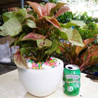 Caladium Hồng - Trầu Bà Lá Hồng