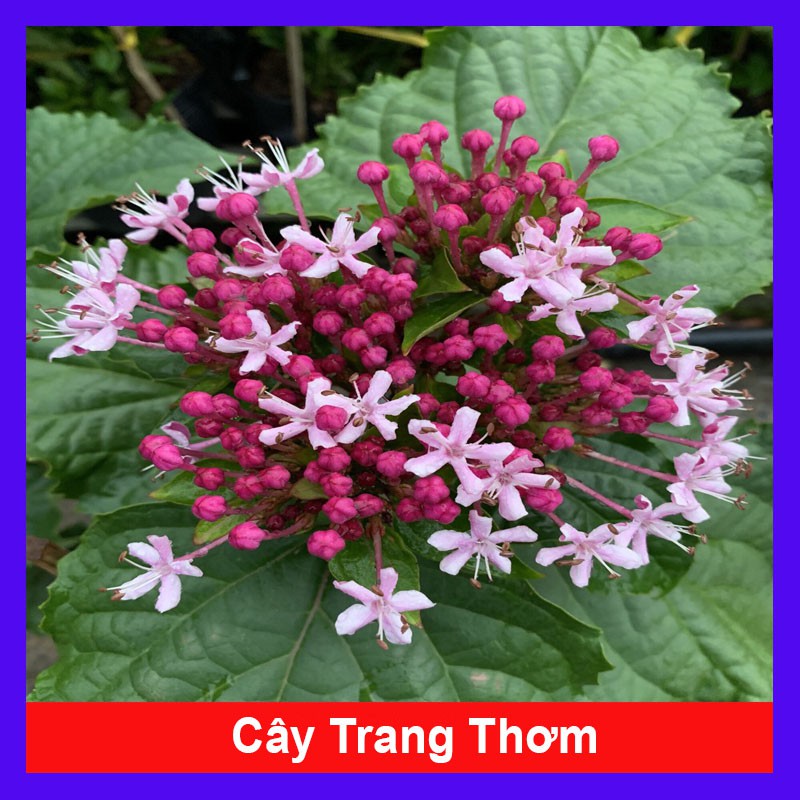 Cây trang thơm - Cây cảnh trong nhà + tặng phân bón cho cây