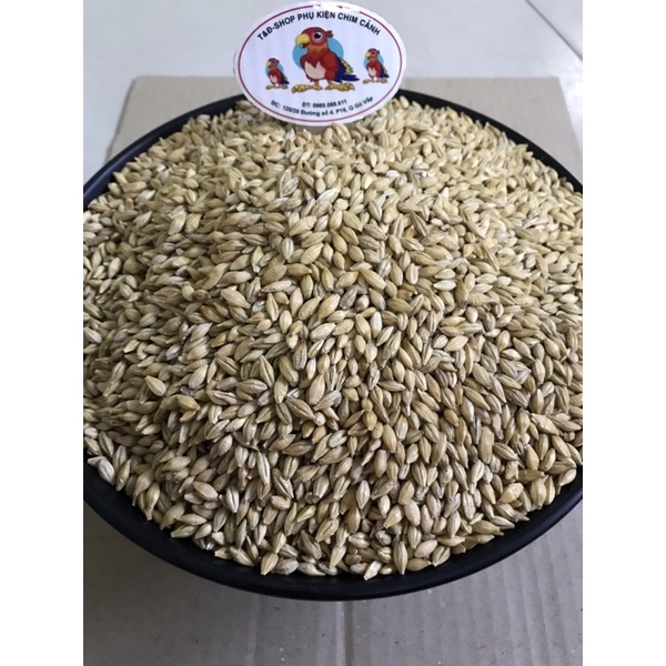LÚA MẠCH THỨC ĂN DINH DƯỠNG GÀ ĐÁ,BỒ CÂU,VẸT,HAMTER..