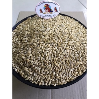 Lúa mạch thức ăn dinh dưỡng gà đá,bồ câu,vẹt,hamter..