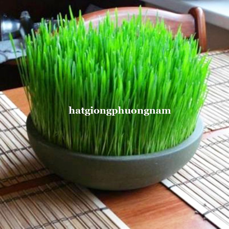 1KG - HẠT GIỐNG CỎ LÚA MÌ - CỎ MÈO