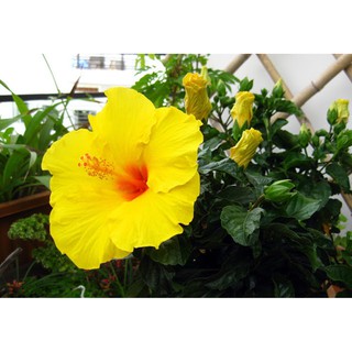 5 Hạt giống hoa Dâm bụt lùn