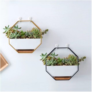 Chậu sen đá, chậu cây treo tường đẹp
