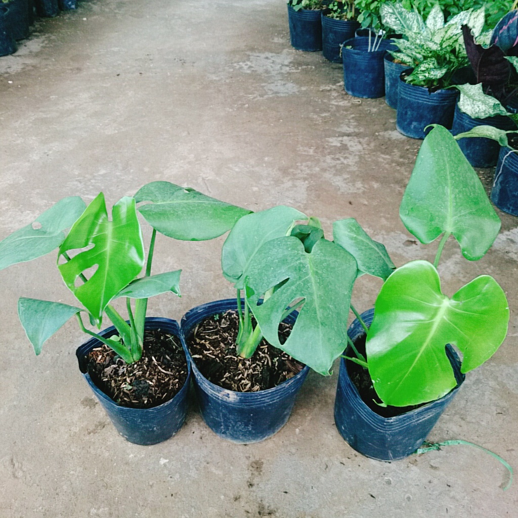 Trầu Bà Lá Xẻ - trầu bà nam mỹ - caykiengsadec