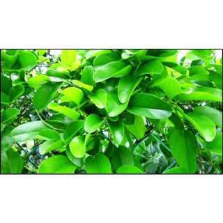 Cây sương sâm lá trơn