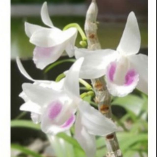 5ct hiển oanh gieo hạt