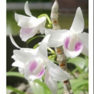 5ct hiển oanh gieo hạt