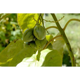 Hạt giống Cà chua thân gỗ