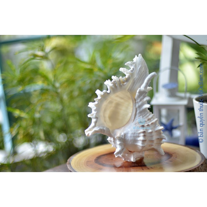 Kèn tù và – ốc gai trắng