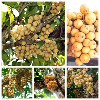 Cây giống bòn bon thái