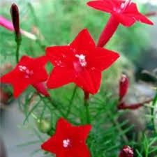 HẠT GIỐNG HOA TÓC TIÊN ĐỎ GÓI 10H