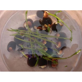 Gói 5 Hạt Hoa Sen Mini Nhật Mix 5 màu khác nhau - hạt mới, tỷ lệ nảy mầm cao