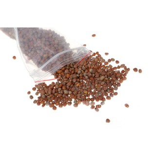 Hạt giống rau mầm củ cải trắng 100g