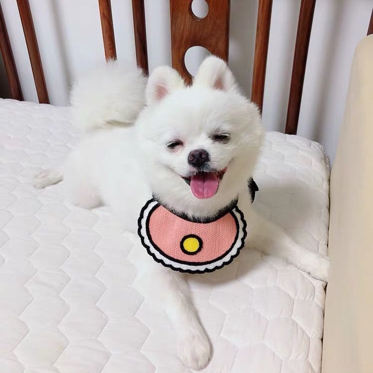 Yếm Thú Cưng Xinh Xắn