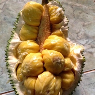 Cây giống Mít Tố Nữ ghép [ siêu sớm ]
