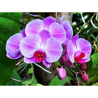 Chế phẩm sát khuẩn Physan 20 100ml